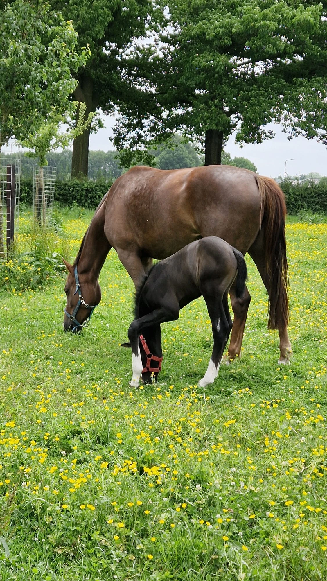 Paard en veulen van stal welgedacht