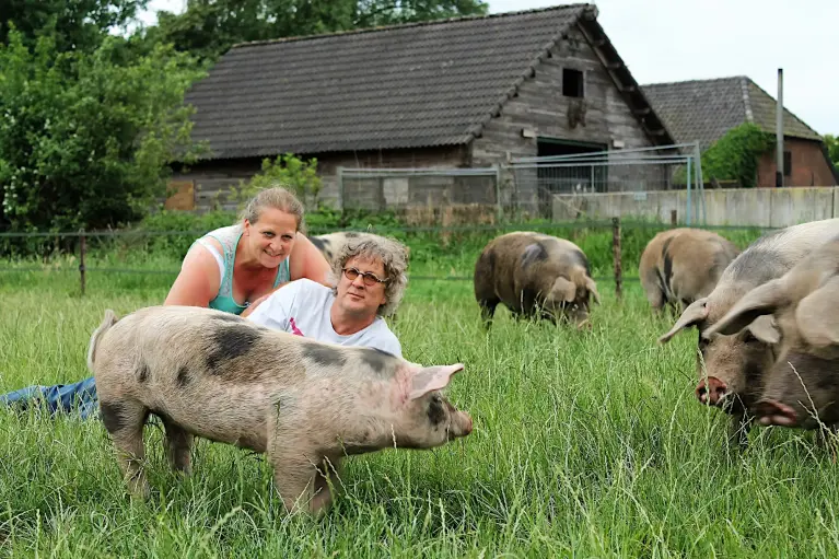 Ron en Majola liggend in de wei met bonte varkens om hun heen