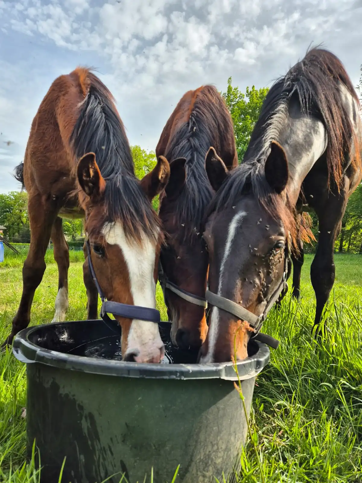 Drie paarden die uit een bak drinken