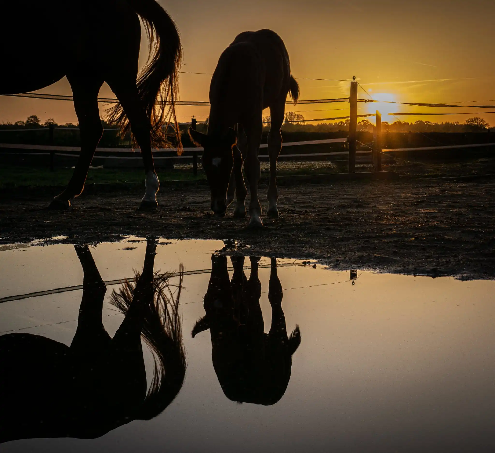 Paarden met prachtige zonsondergang
