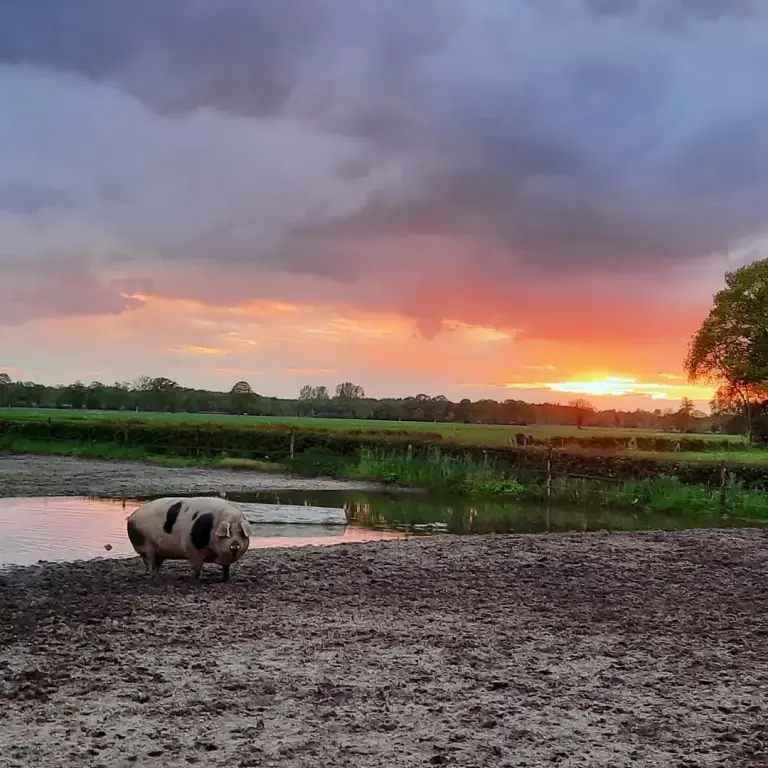 Varkentje met zonsondergang